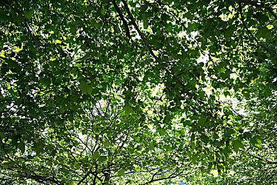 真岛浩设千万日元奖金选拔《妖精的尾巴》游戏开发者